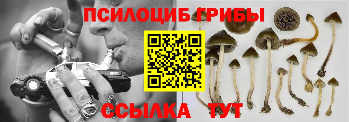 Галлюциногенные грибы Psilocybine cubensis  Вход с VPN  Чита 